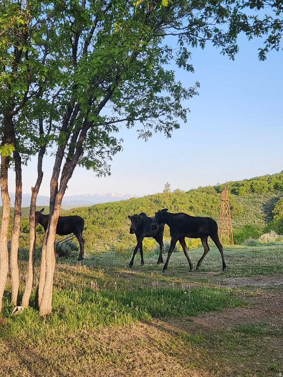 Sometimes you may run into a Traffic Jam !!!