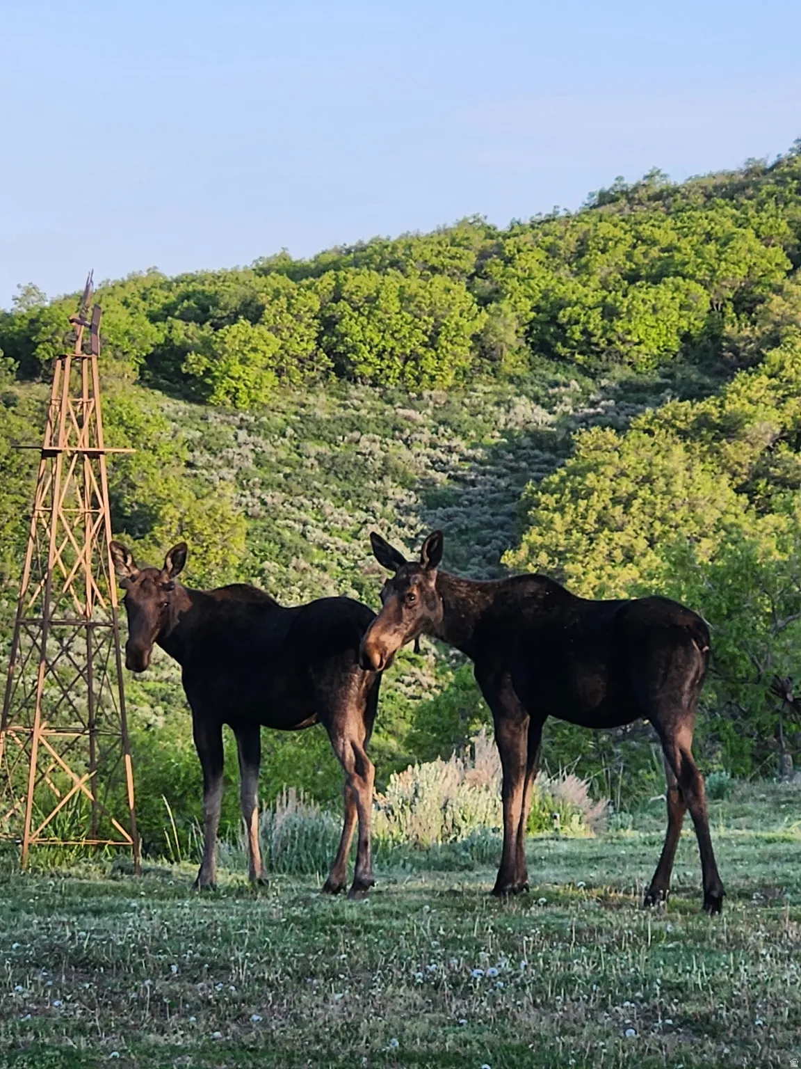 Meet the neighbors... Views are Amazing!