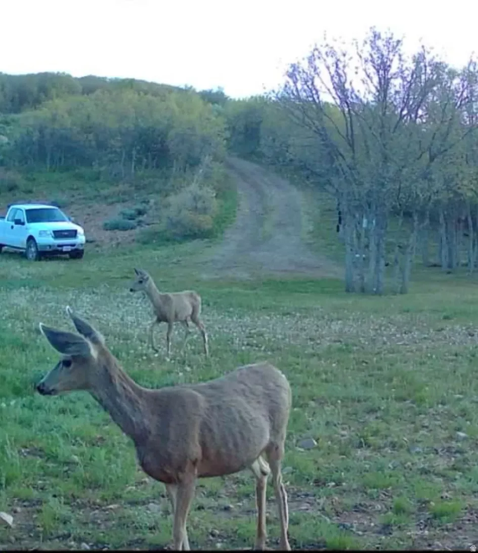 More of the local neighbors....