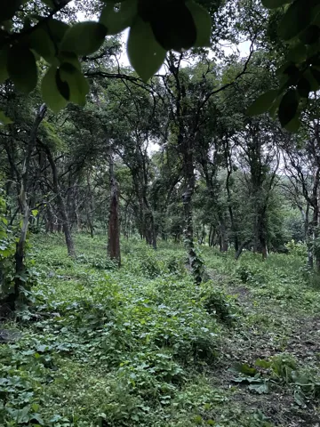 View of woods