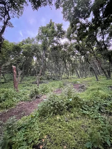 View of undeveloped land