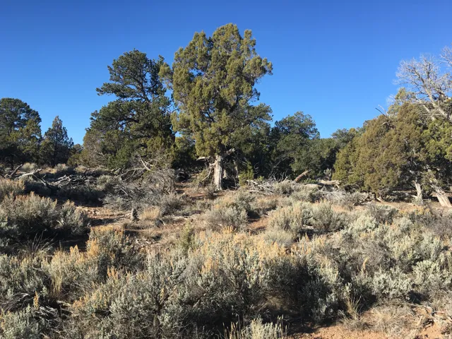 View of undeveloped land