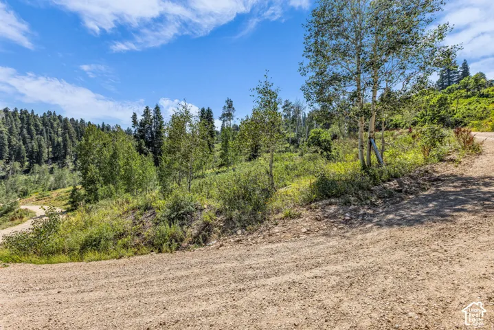 Gravel road with surrounding foliage and multiple tree species