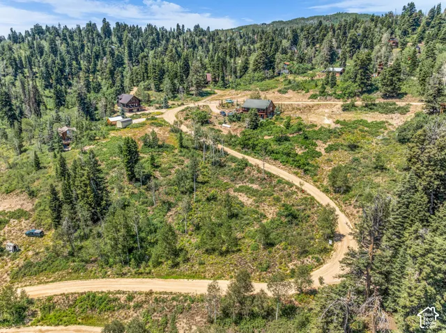 Expansive wooded property featuring multiple clearings and a winding dirt road