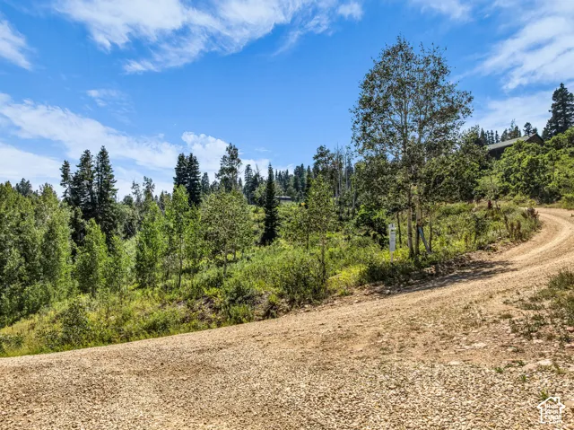 Gravel road winding through a wooded landscape with diverse tree species and natural vegetation