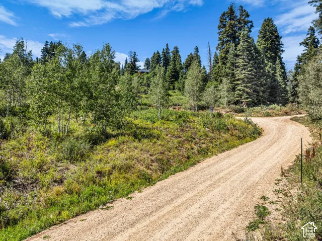 Gravel road winding through a natural landscape with mature evergreen trees and deciduous trees