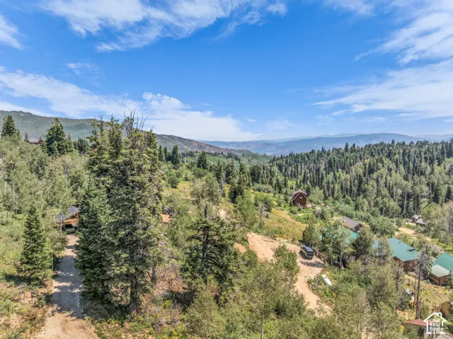 Numerous evergreen trees and a clear blue sky