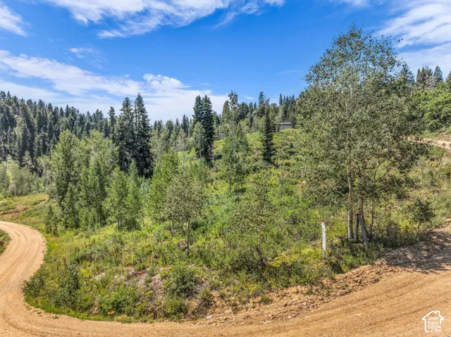 Winding dirt road surrounded by dense evergreen and deciduous trees, with an elevated structure visible among the foliage