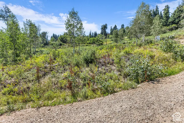 Uncultivated terrain with a gravel path, varied foliage, and scattered trees under a clear sky
