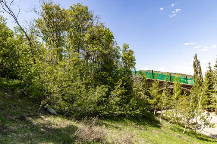 Sloped grassy terrain with a variety of mature trees and young saplings