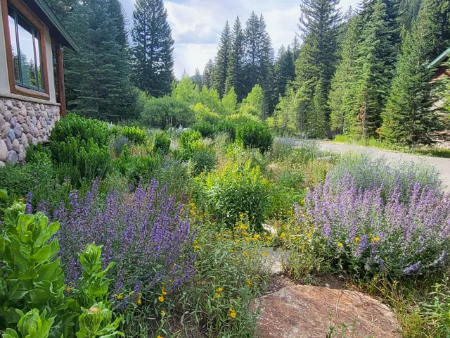 Lush natural landscaping with diverse plant species, including flowering purple and yellow plants