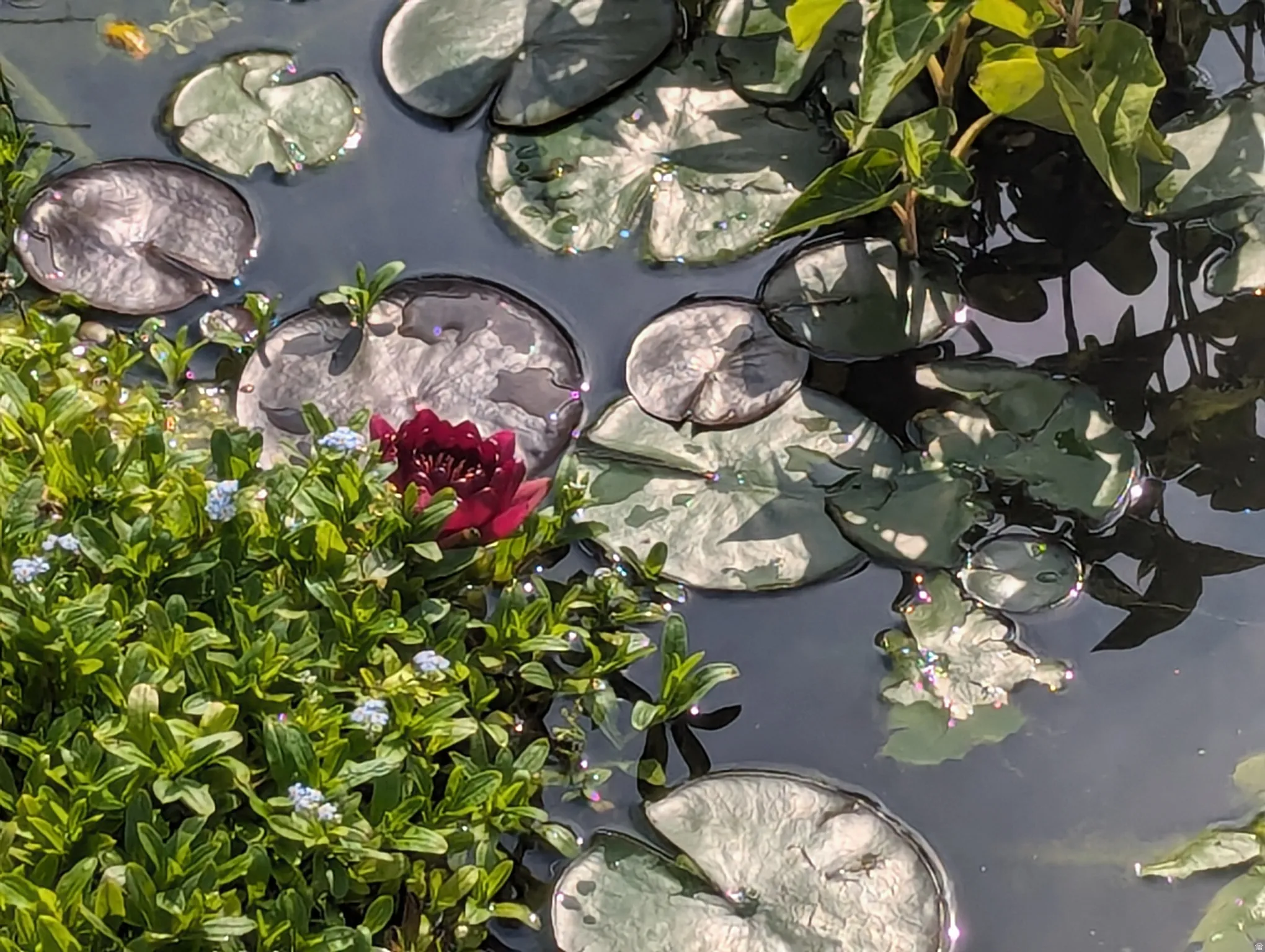 Detailed view of a garden pond