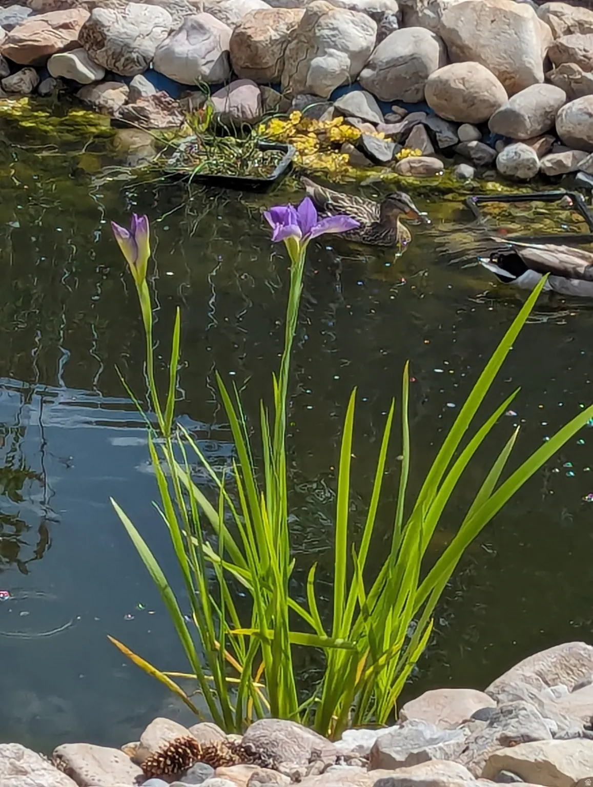 Exterior view of a garden pond