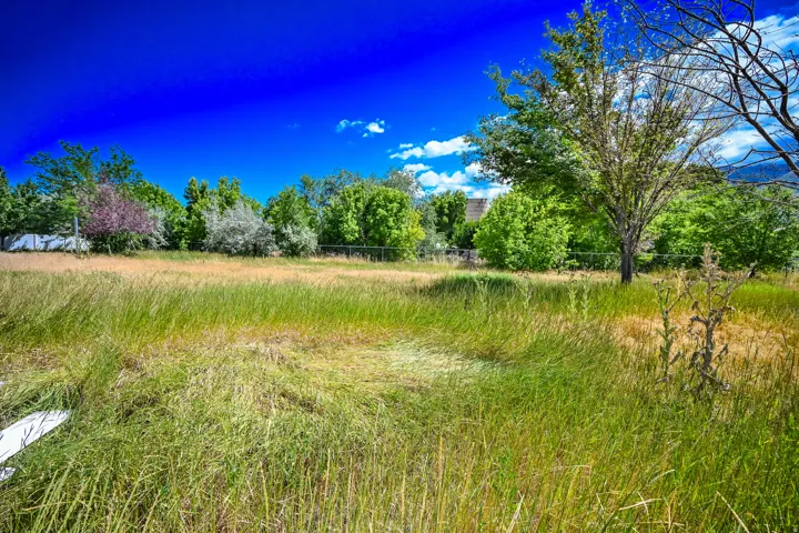 View of local wilderness