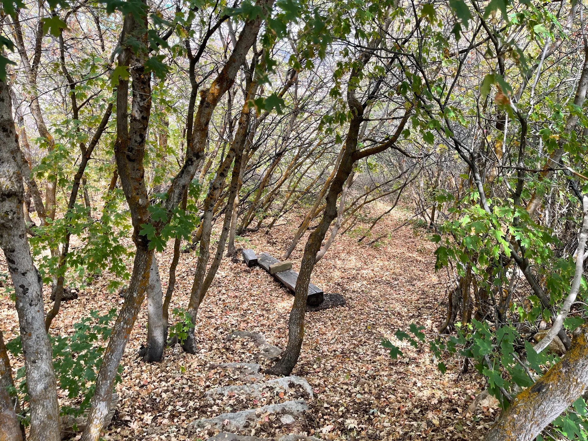 View of nature