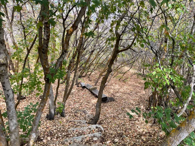 View of nature