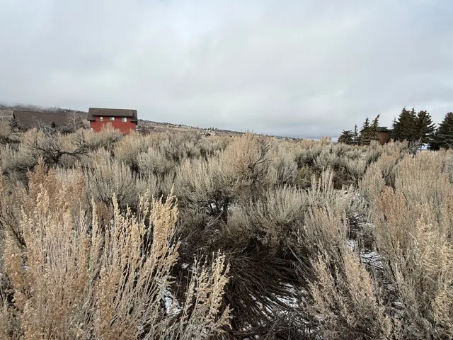 View of local wilderness