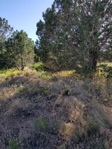 View of nature