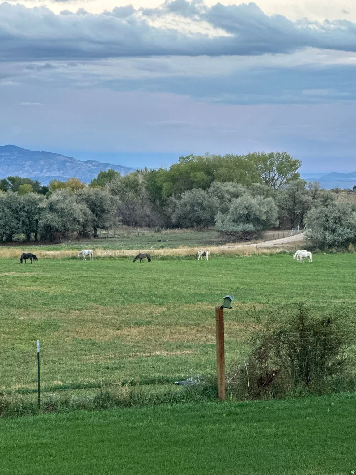 View of grassy yard with a rural view and a mountain view