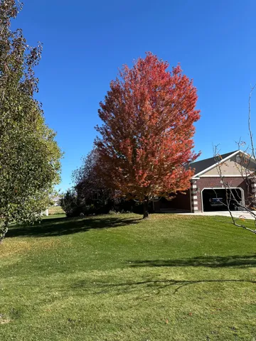 View of green lawn