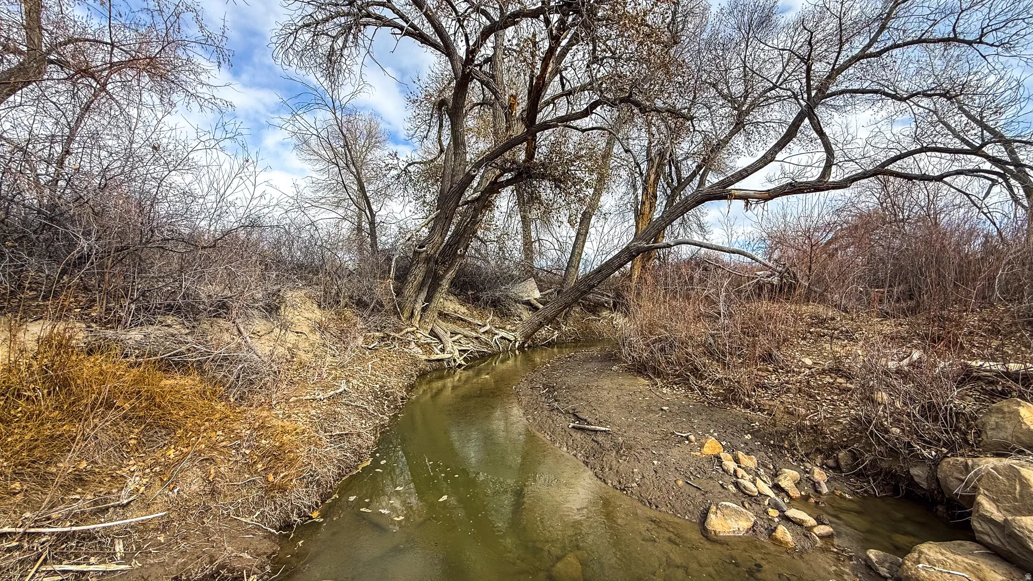 View of tree filled area with creek.
