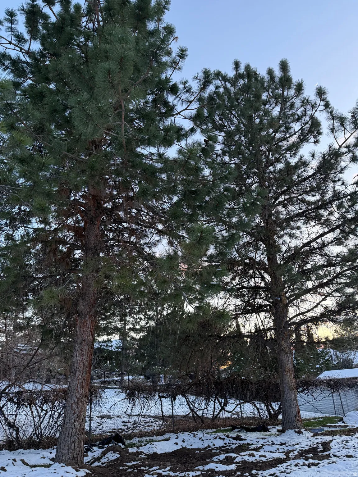 View of snow covered land