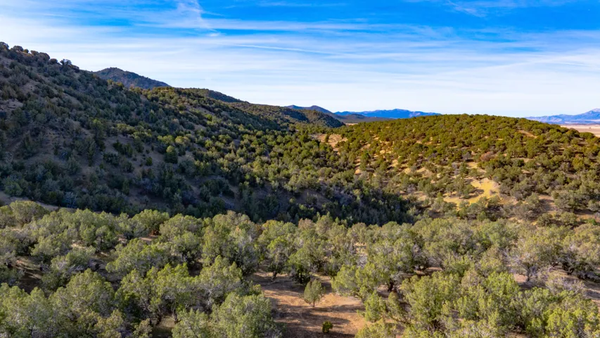 Mountain view featuring a heavily wooded area