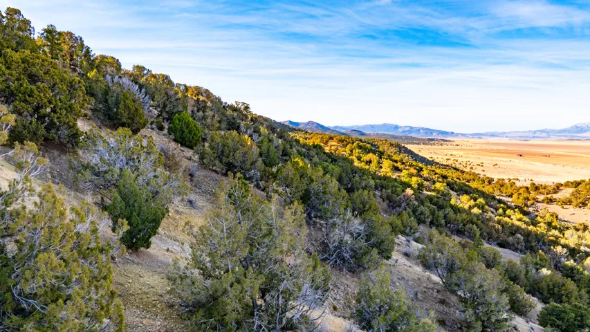 View of mountain backdrop featuring a forest