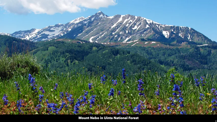 View of mountain background with a forest