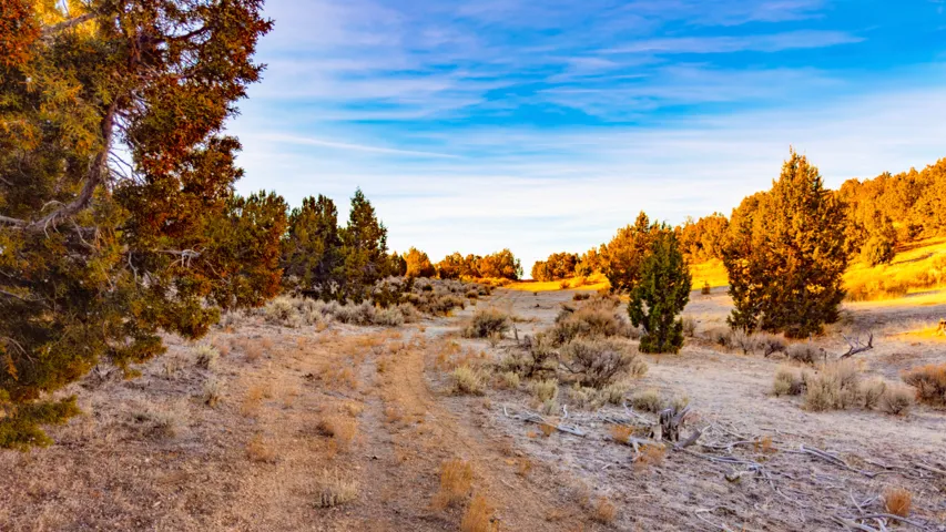 View of local wilderness