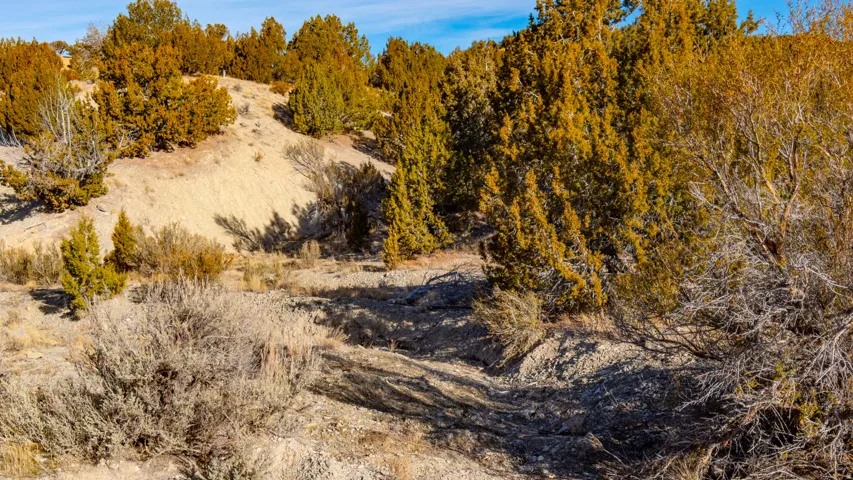 View of local wilderness