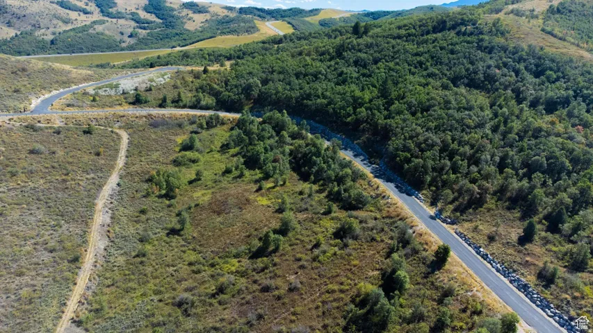 Bird's eye view of a forest