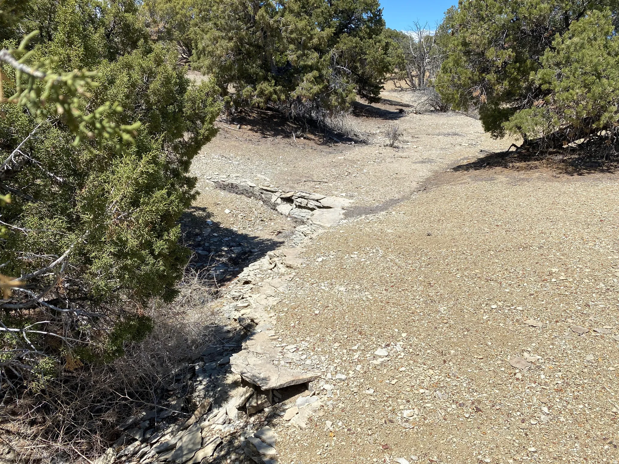 View of local wilderness