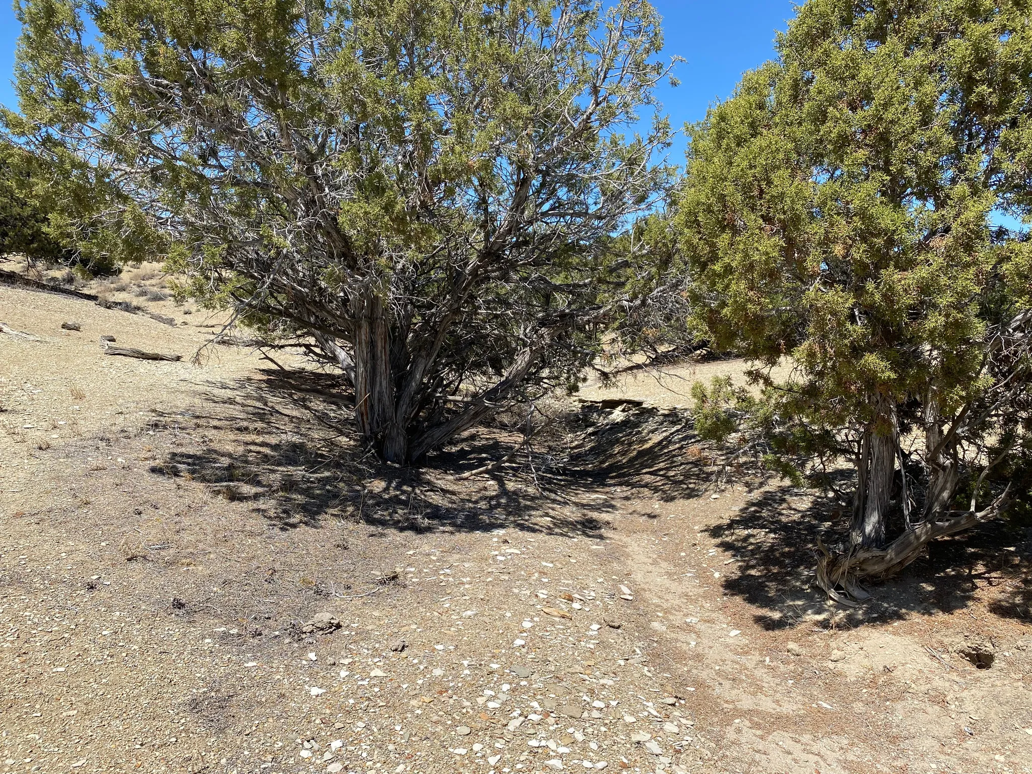 View of local wilderness