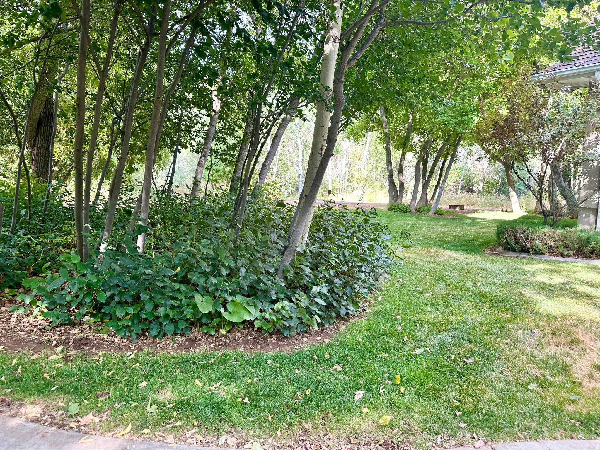 View of green lawn
