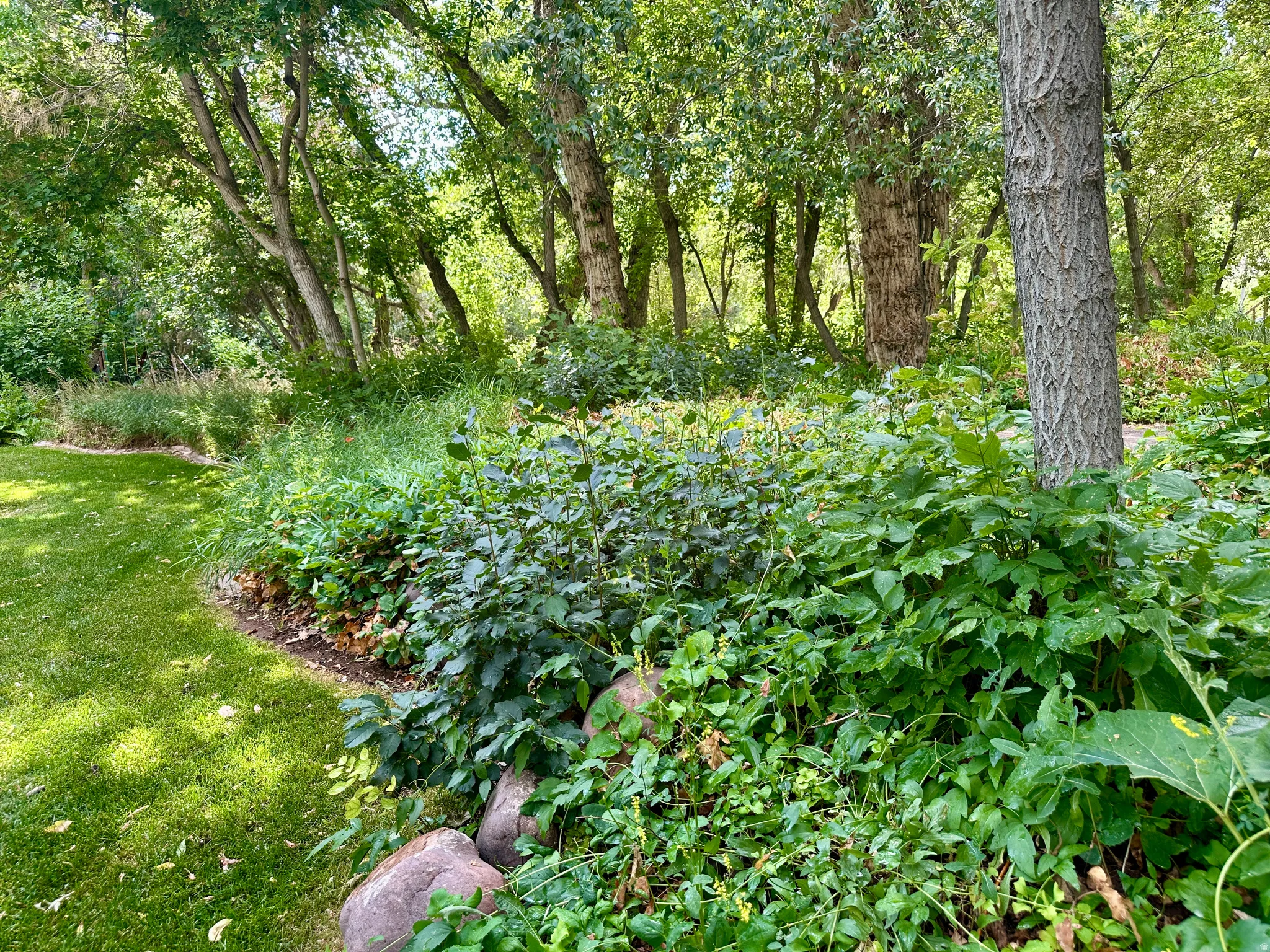 View of local wilderness