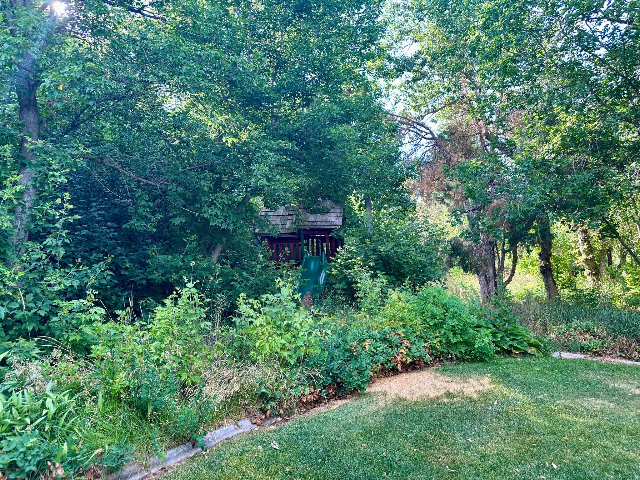 View of grassy yard
