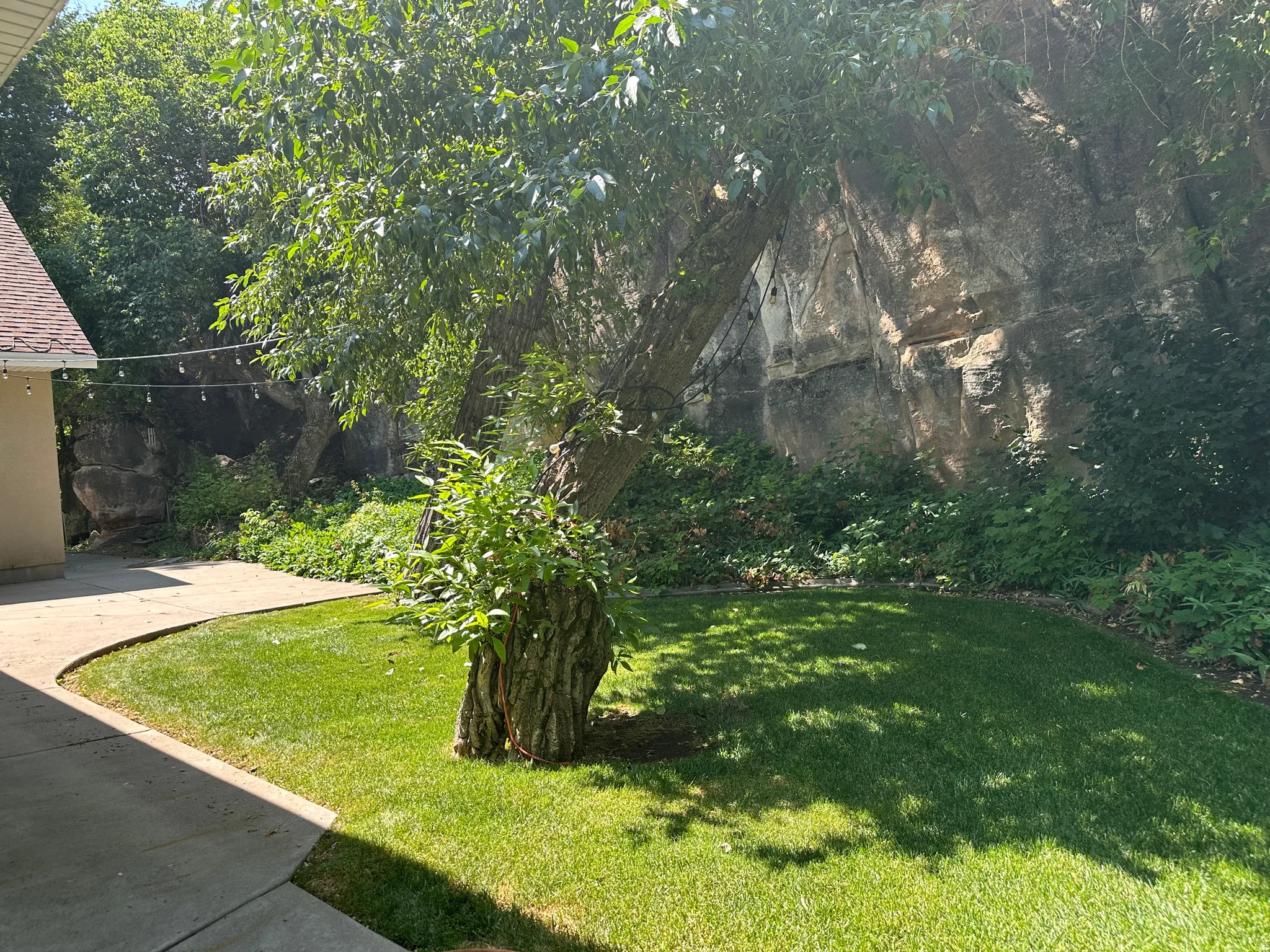 View of grassy yard