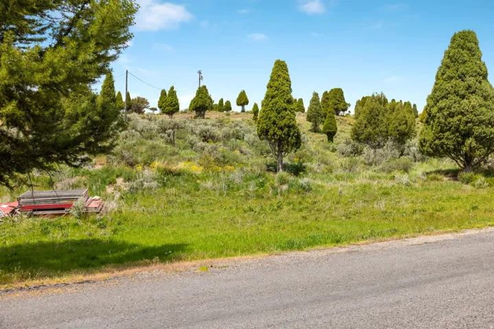 Expansive undeveloped land featuring a paved road frontage, natural hillside topography, varied evergreen trees, and native ground cover