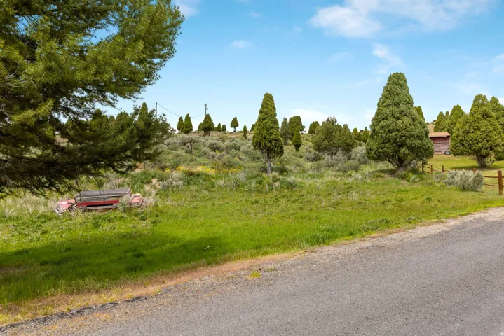 Expansive outdoor space featuring a partial paved road, lush green grass, and mature conical trees