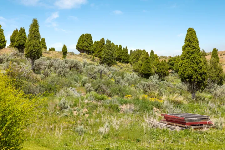 Expansive natural landscape featuring varied terrain, abundant evergreen trees, and diverse native flora