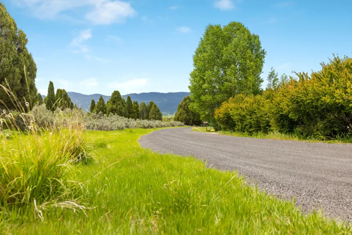 Gravel driveway with verdant grass borders and mature evergreen trees