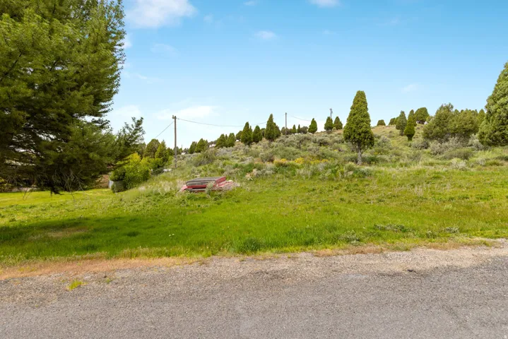 Expansive sloped terrain featuring natural ground cover and various evergreen trees
