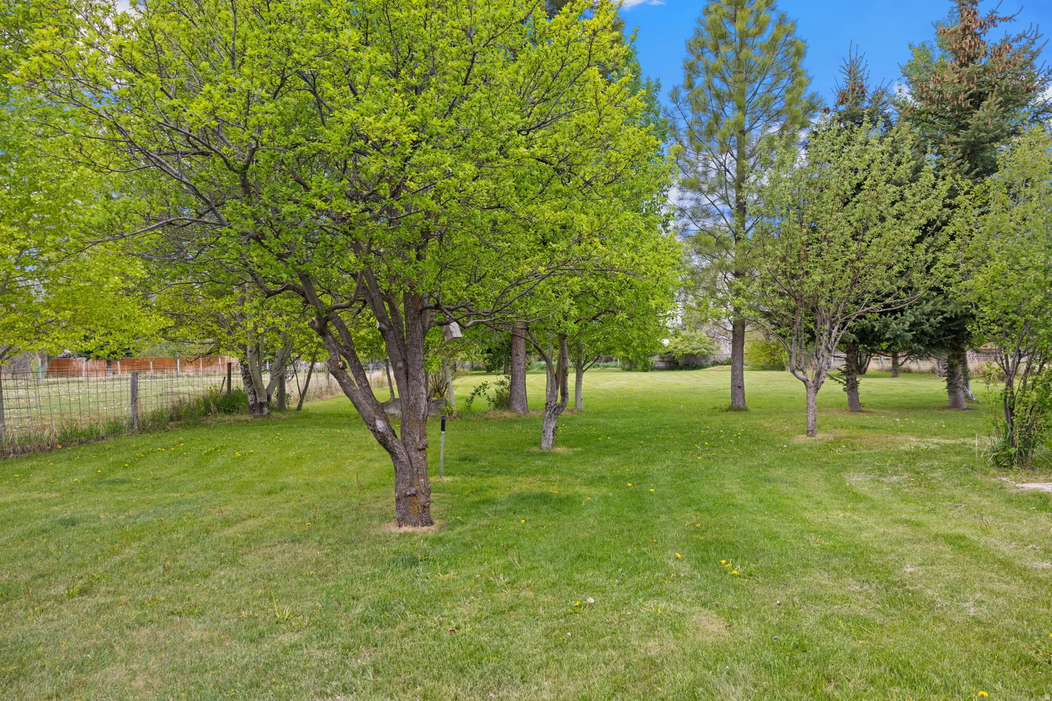 Spacious grassy yard with mature trees and a wire fence boundary