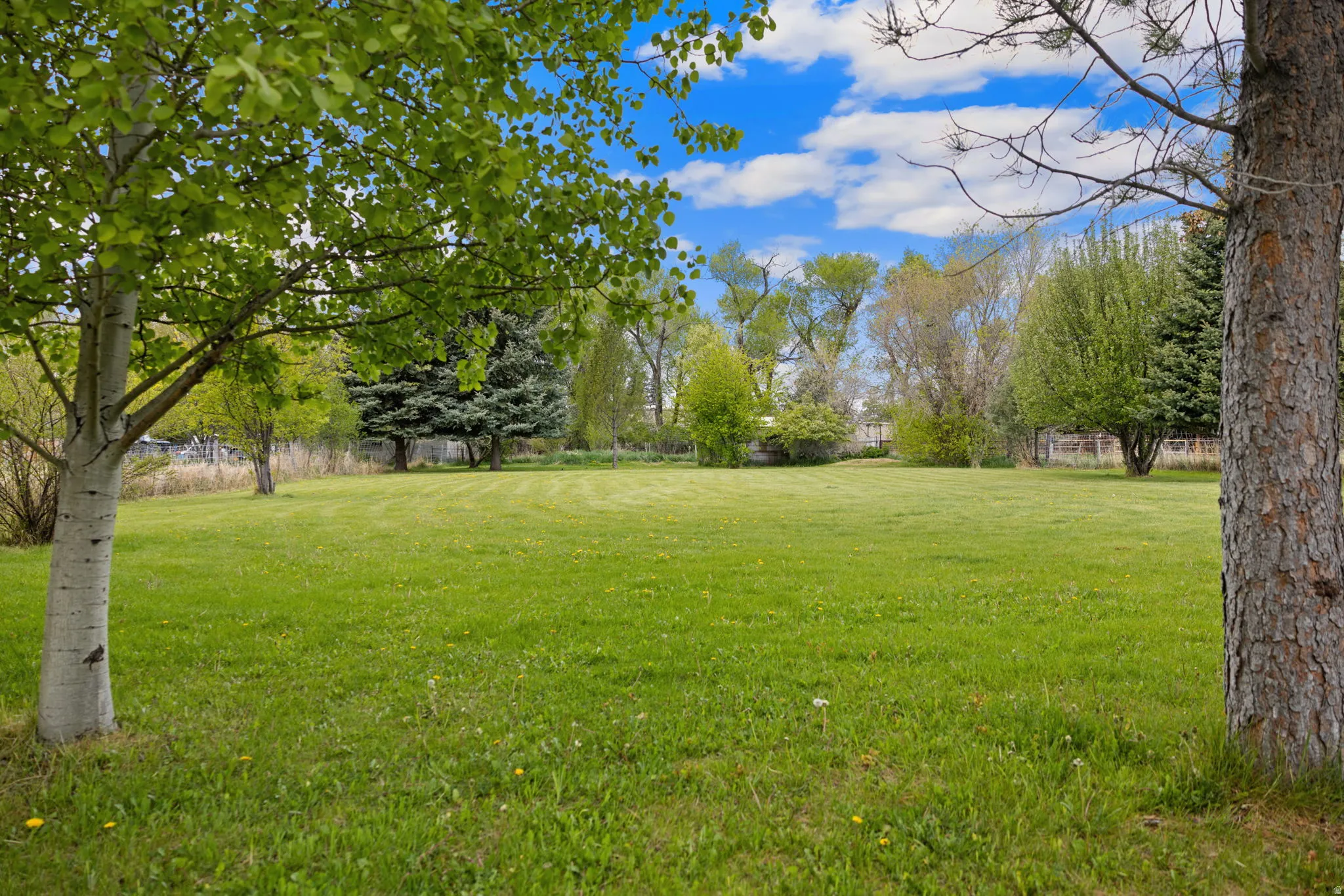 Expansive green lawn framed by mature trees, including a large deciduous tree with light bark and a prominent evergreen