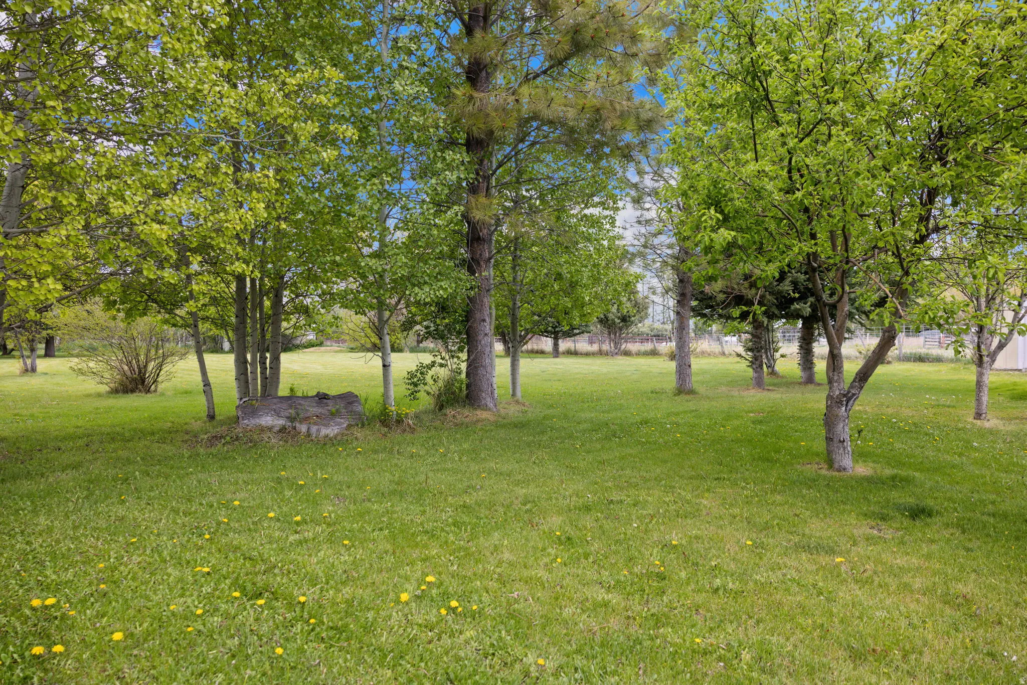 Expansive green lawn featuring a variety of mature trees, including deciduous and evergreen specimens