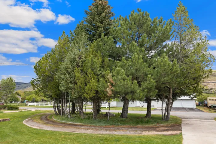 Circular driveway surrounding a mature tree island