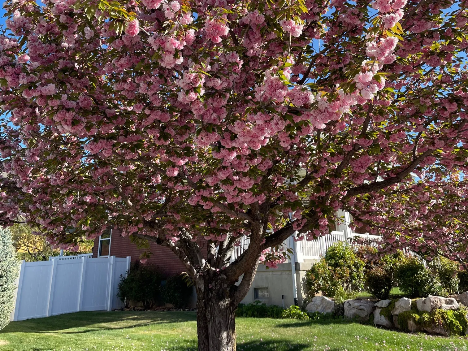 Tree in Blossom