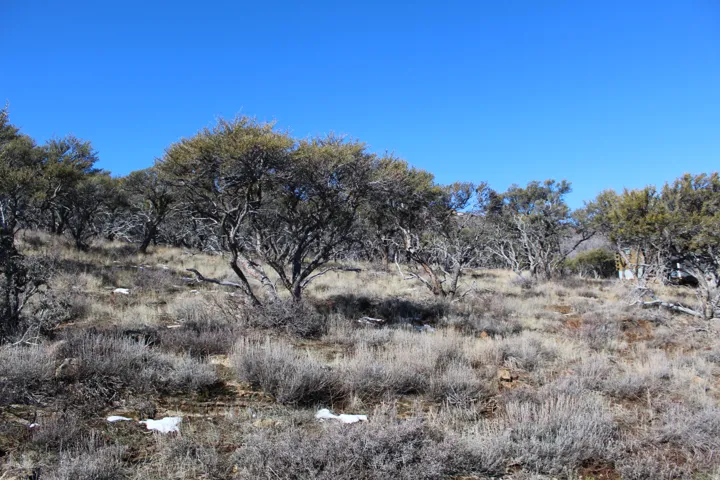 View of nature