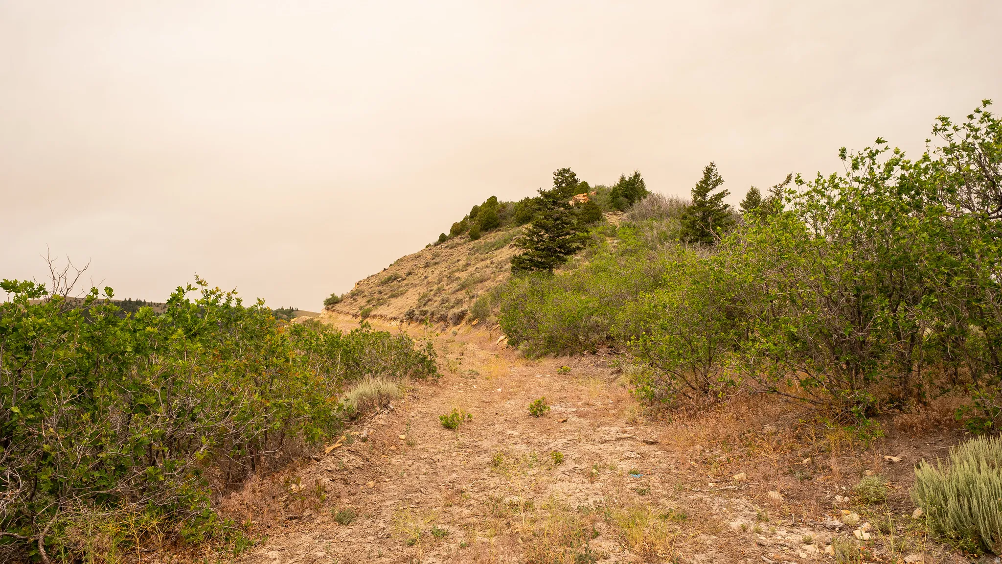 Natural terrain featuring a dirt path, varied shrubbery, and scattered coniferous trees